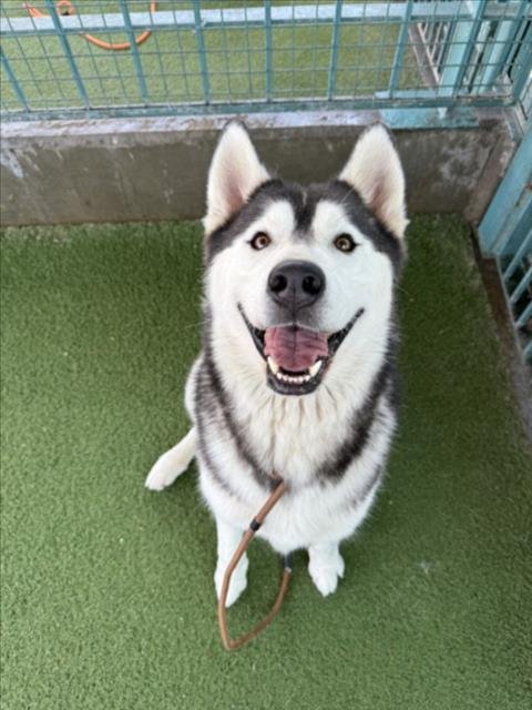 ZORRO - Siberian Husky available for adoption