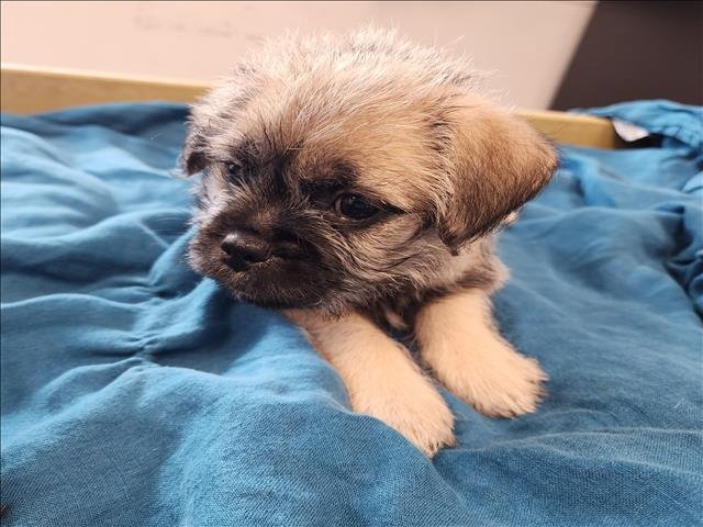 SAMMY - Pug / Maltese available for adoption