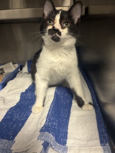 MONTGOMERY - Domestic Short Hair available for adoption