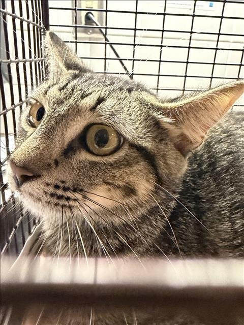 MIMI - Domestic Short Hair available for adoption