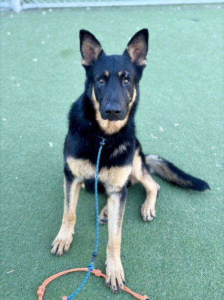 CUCO - German Shepherd Dog available for adoption