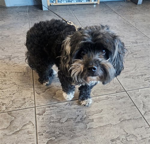 LUNA - Maltese / Poodle (Miniature) available for adoption