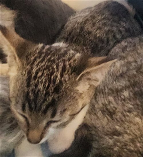 ZITI - Domestic Short Hair available for adoption