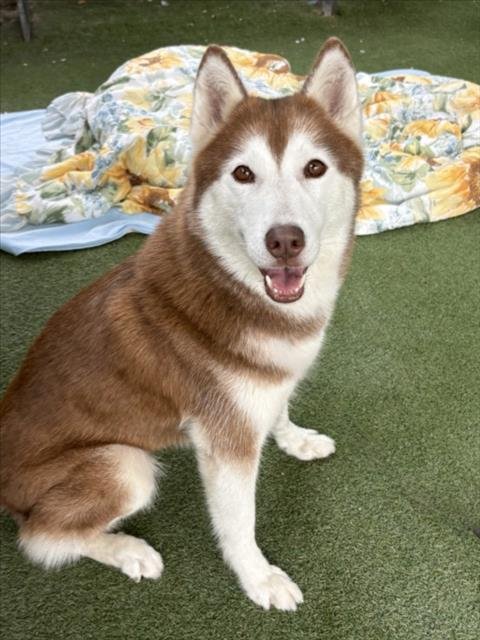 CHIQI - Husky available for adoption
