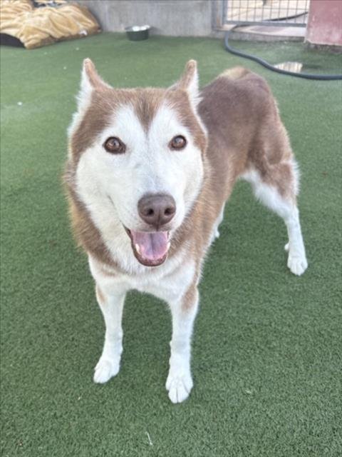 CHIQI - Husky available for adoption