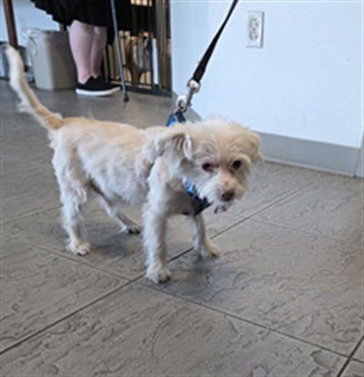 KILLA - Maltese available for adoption