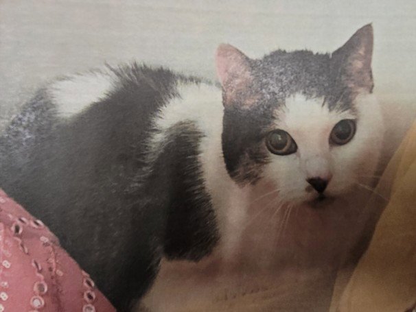 KITTY AKA DOT Image