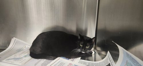 BART - Domestic Short Hair available for adoption