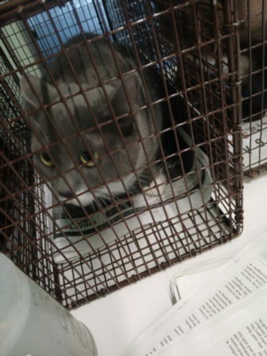 GATA - Domestic Short Hair available for adoption