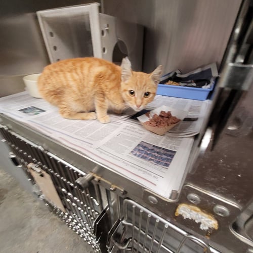 BELL - Domestic Short Hair available for adoption