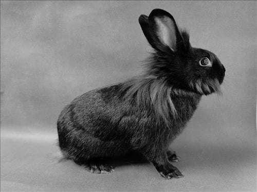 BUSGIRL - Shorthaired Rabbit available for adoption