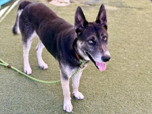 CONNER - German Shepherd Dog available for adoption