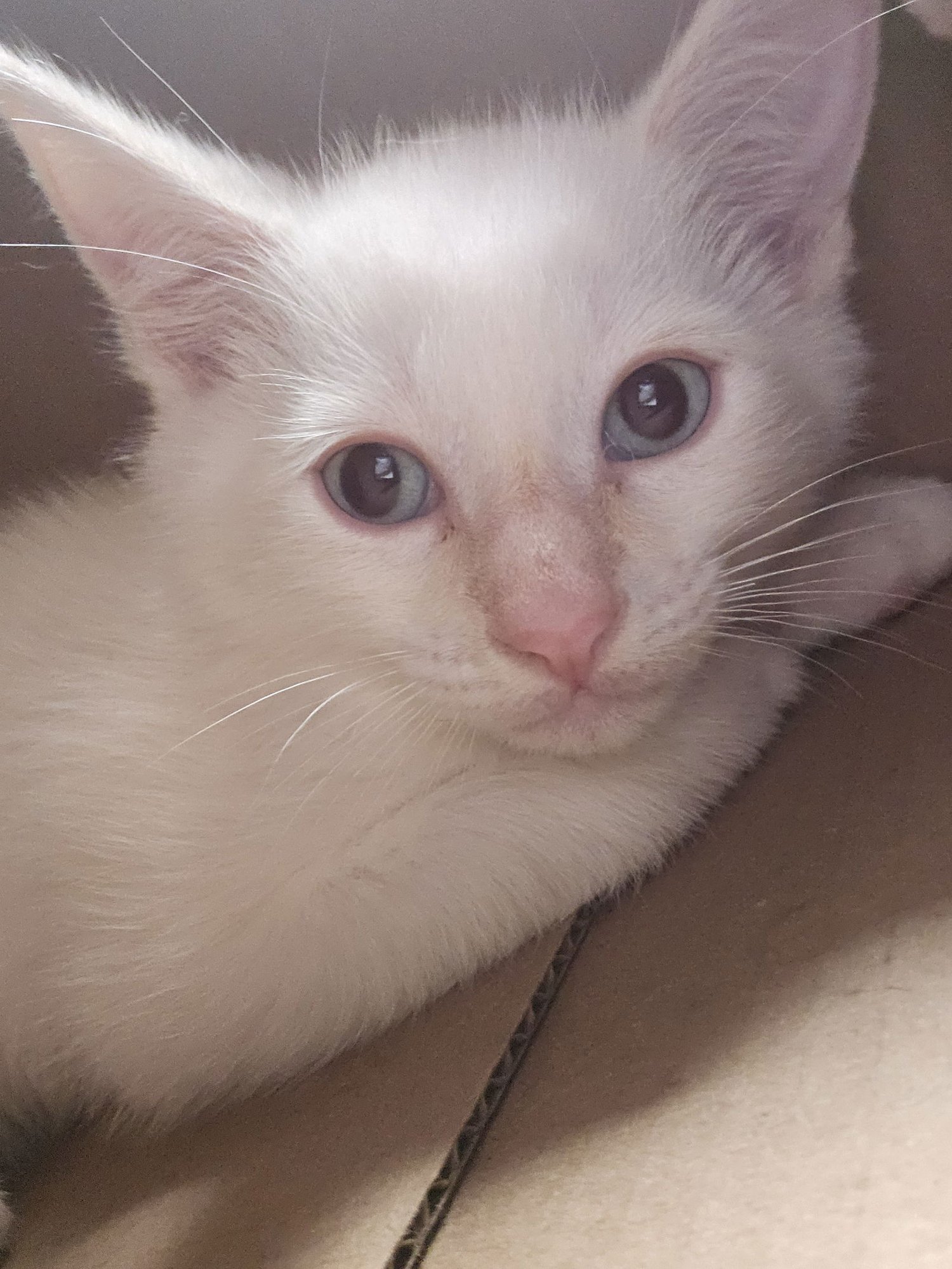 PAIGE - Domestic Short Hair available for adoption