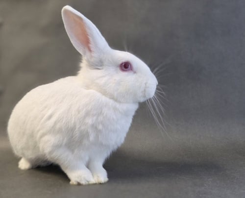 HARLOW - Shorthaired Rabbit available for adoption