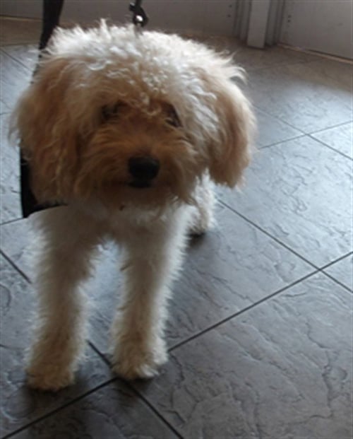 ACE - Poodle (Miniature) available for adoption