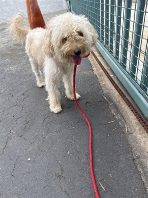 ACE - Poodle (Miniature) available for adoption