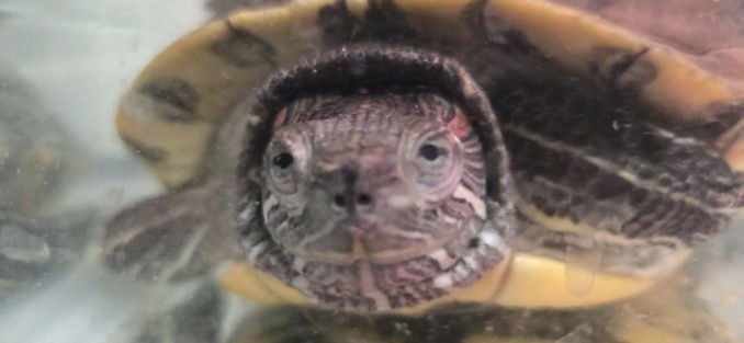 MALONE - Turtle available for adoption