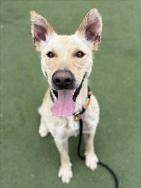 PANCHO - Photo 1