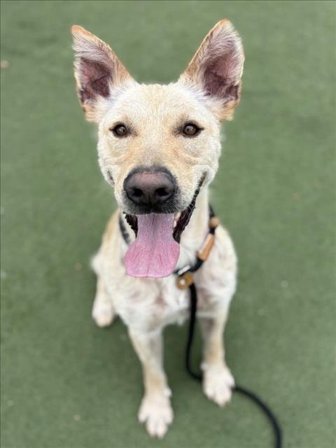 PANCHO - German Shepherd Dog available for adoption