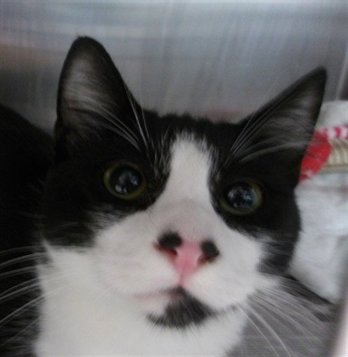 HUNTER - Domestic Short Hair available for adoption