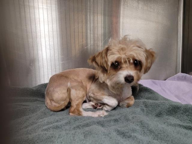 ORIANA - Papillon available for adoption