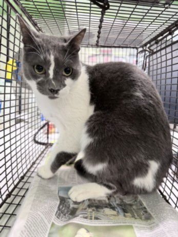 AMIGO - Domestic Short Hair available for adoption