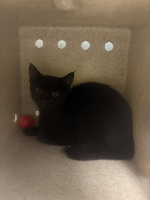 FRIEREN - Domestic Short Hair available for adoption