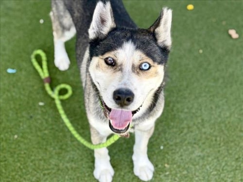 TITO - Siberian Husky available for adoption