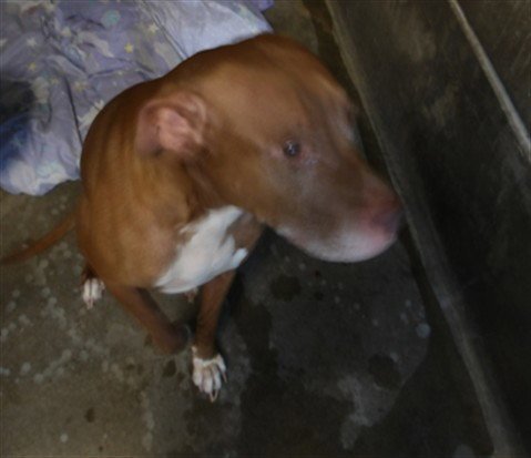 BENNY Image