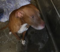 BENNY - Photo 1