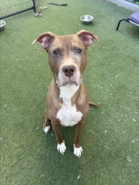 BENNY - Pit Bull Terrier available for adoption