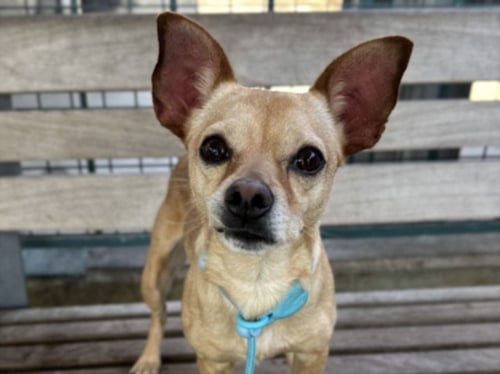 MOTOR - Chihuahua available for adoption