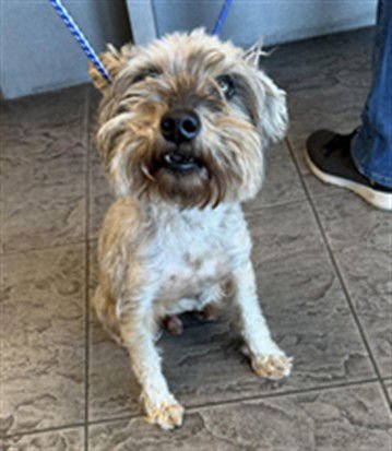 MELO - Miniature Schnauzer available for adoption