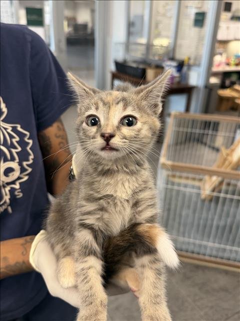 ABERHAM - Domestic Short Hair available for adoption
