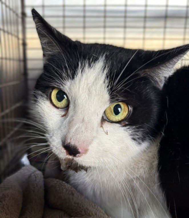 SEESAW - Domestic Medium Hair available for adoption