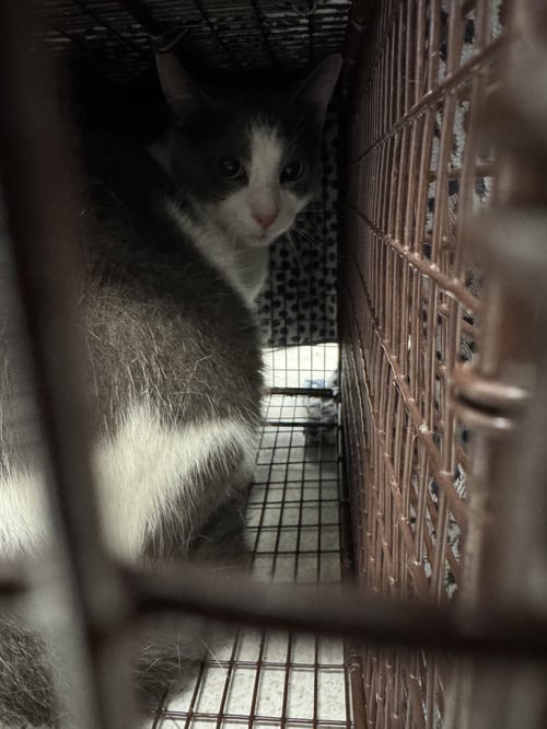 SANTI - Domestic Short Hair available for adoption