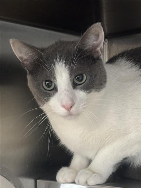 SANTI - Domestic Short Hair available for adoption