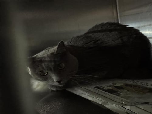 CLAIRE - Domestic Short Hair available for adoption