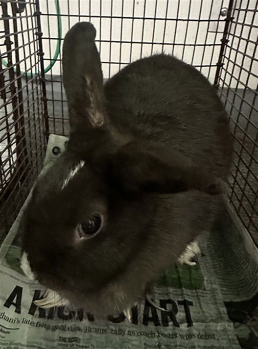 PEPSI - American available for adoption