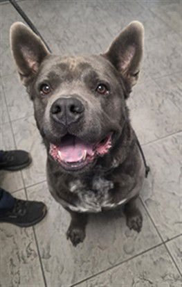 FRANKLIN - Pit Bull Terrier / Chow Chow available for adoption