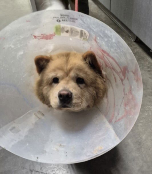 CHAI - Chow Chow available for adoption