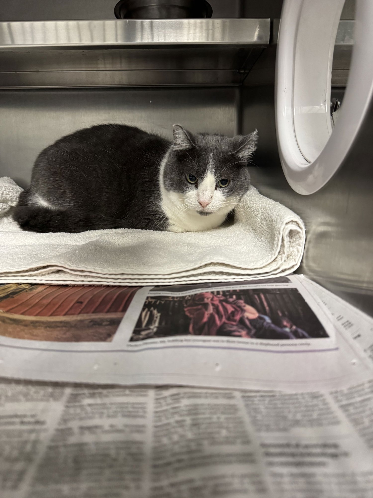 COCO - Domestic Short Hair available for adoption