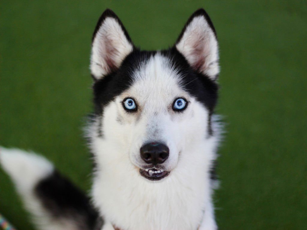 ZIPPER - Siberian Husky available for adoption