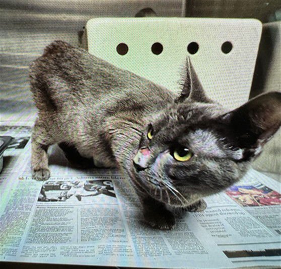 GREY - Domestic Short Hair available for adoption