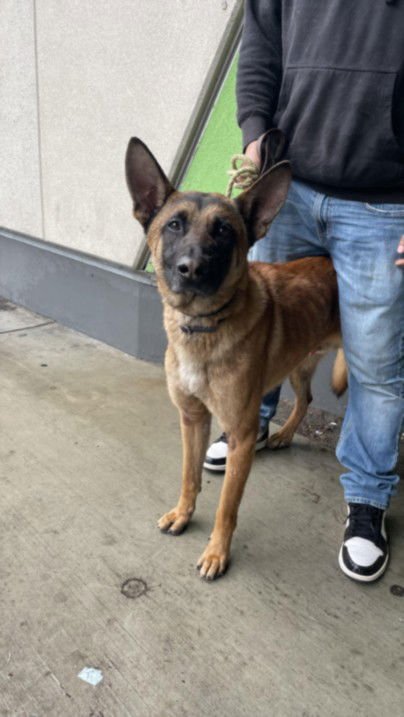 STAR - German Shepherd Dog / Belgian Shepherd Malinois available for adoption