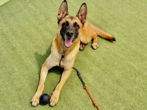 STAR - Belgian Shepherd Malinois available for adoption