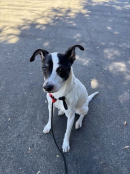 DOMINIC - Jack Russell Terrier (Parson Russell Terrier) available for adoption