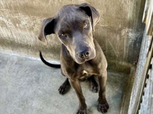 MOONBEAM - Great Dane available for adoption