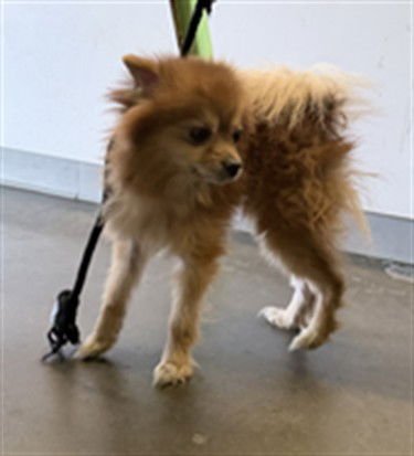 PEANUT - Pomeranian available for adoption
