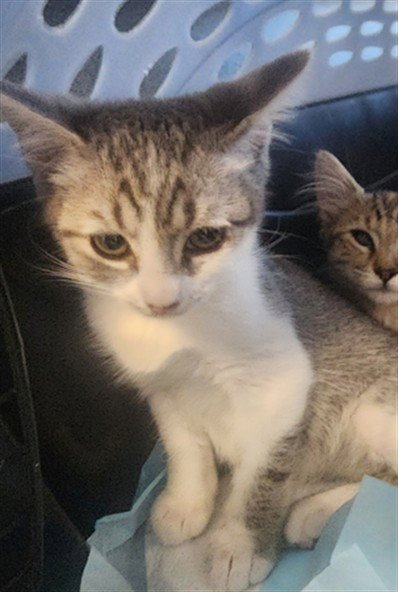 PENNE - Domestic Short Hair available for adoption